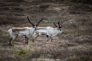 IMG_1952