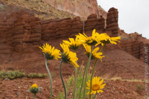Capitol Reef