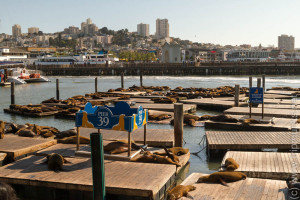 Pier 39