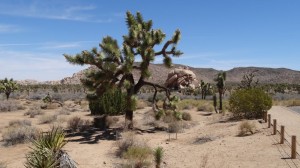 Joshua Tree National Park