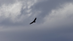 Californian Condor