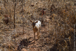 Dikdik