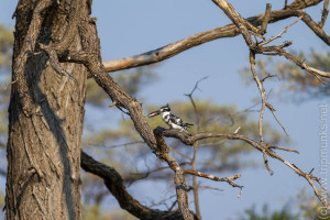 Eisvogel