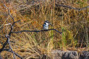 Eisvogel