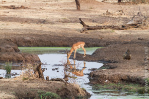 Impala