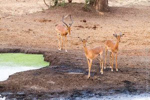 Impala