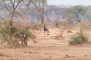 Rappenantilope