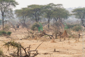 Die ersten Giraffen die wir sehen, und gleich neben unserem Wasserloch - Az elsö zsiráfok amiket látunk, mégpedig rögtön a kemping mellett