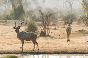 Große Kudus -