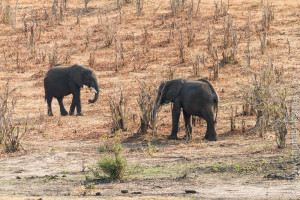 Zwei Elefantenkinder in Chobe NP (man sieht, dass sie alle Büsche kahl fressen) - két gyerekelefánt a Chobe NP-ban (látszik, hogy leesznek minden bokrot)