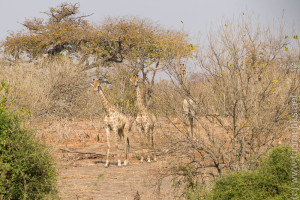 3 Giraffenkinder - 3 zsiráfgyerek