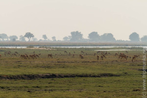 Viele Antilope an Chobe - Sok antilop