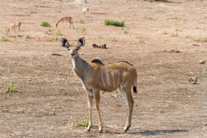 Kudu