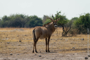 Antilope
