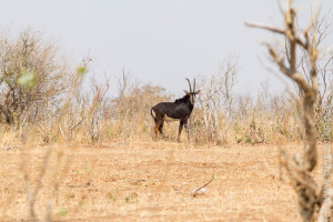 Rappenantilope