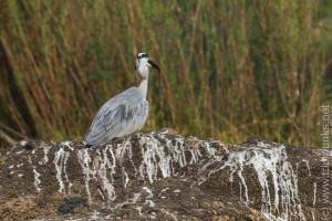 Vogel mit Fisch - madár hallal
