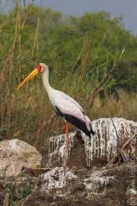 Wasservogel?