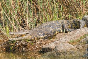 Riesige Krokodile sitzen überall am Ufer - A folyóparton mindenhol krokodilok ülnek