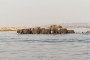 Die schwimmenden elefanten - Az úszó elefántok