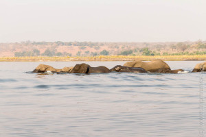 sie schwimmen von Botswana nach Namibia - Botswanaból Namibiába úsznak