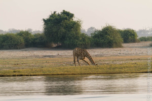 Das Trinken für eine Giraffe ist eine Prozedur - Egy zsiráf számára az ivás nem egyszerü