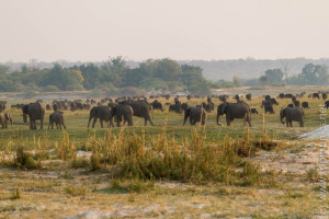 Mehrere Hundert Büffel und Elefanten auf der namibischen Flußseite - Több száz bivaly és elefántok a namibia folyóparton
