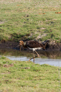 Wasservogel