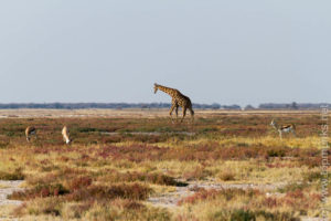 Welcome to Etosha!