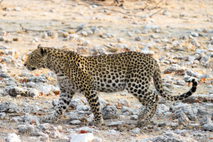 Leopard