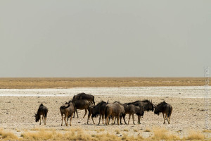 Gnus