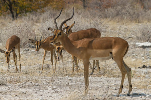 Impala