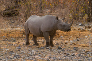 Spitzmaulnashorn