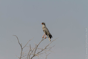 Greifvogel