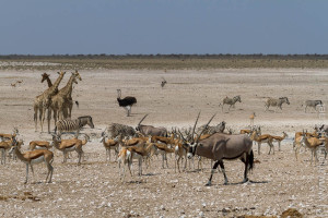 Wie viele Tierarten sind auf dem Bild? - Hány állatfajtát látni a képen?