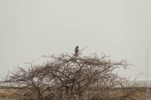 Greifvogel