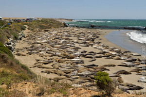 Elephantseals