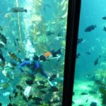 05.22. – Monterey and a day under the sea