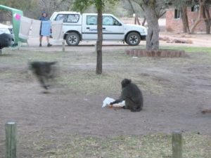 Paviane bei Essensuche - páviánok reggelikeresés közben