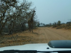 Vorsicht, Giraffe! - Vigyázat, zsiráf!
