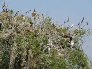 Ein Baum voller Kormorane - Egy fa teli Kormoránokkal
