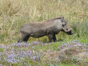 Pumba