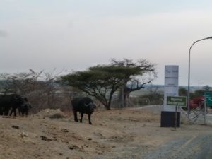 Grenze Botswana - Büffel sagen Auf Wiedersehen - Botswana határa - bivalyok búcsúznak tölünk