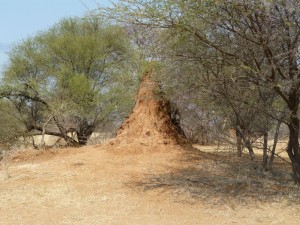 Termitenhügel - termeszvár